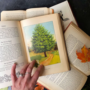 Vintage 1920s Tree Identification Book - Trees by Julia Ellen Rogers circa 1926