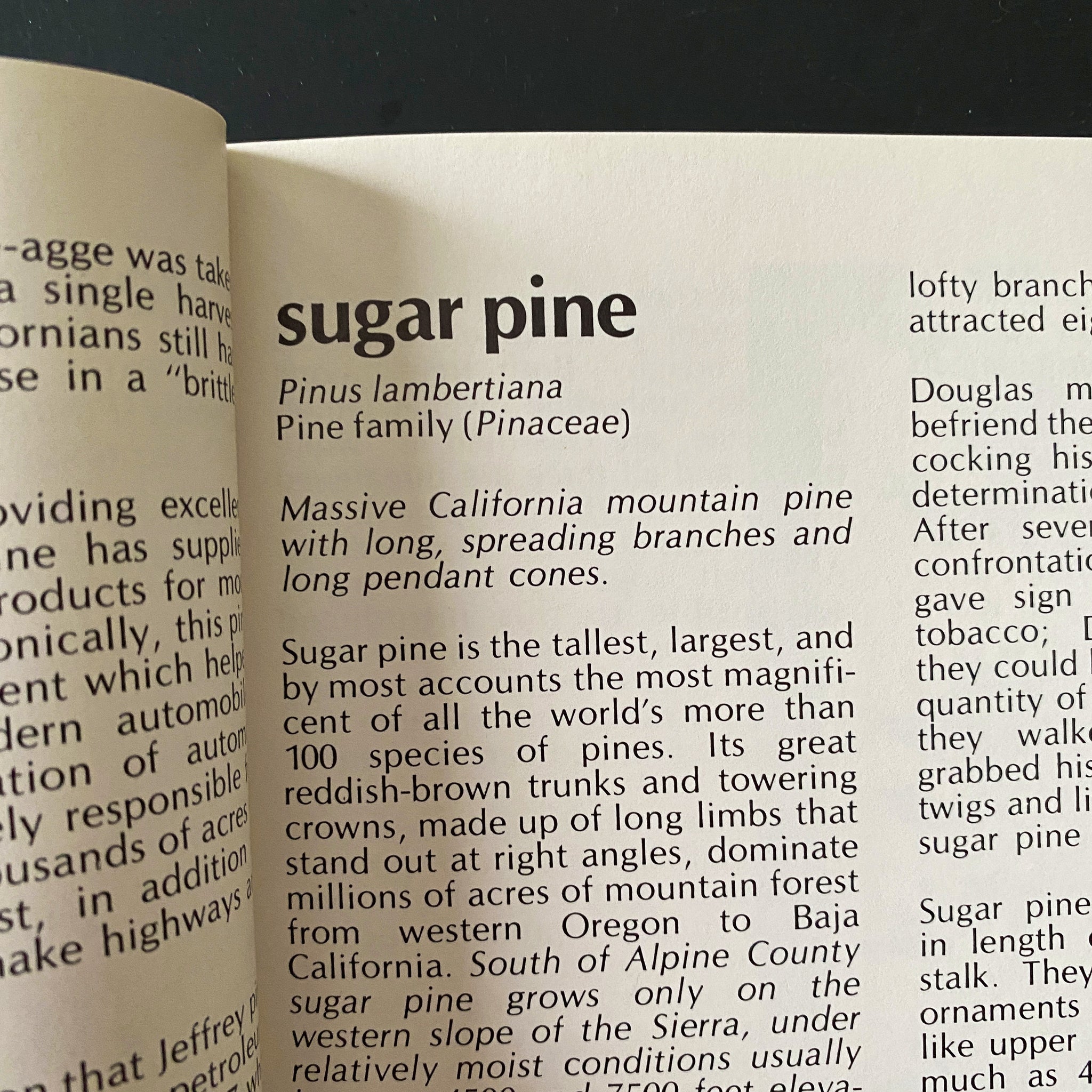 Vintage Pine Tree Identification Book - Discovering Sierra Trees by Stephen Arno circa 1973