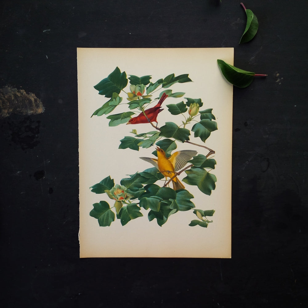 1950s Bird Botanical Print - Summer Tanagers - Vintage Menaboni Bird Prints