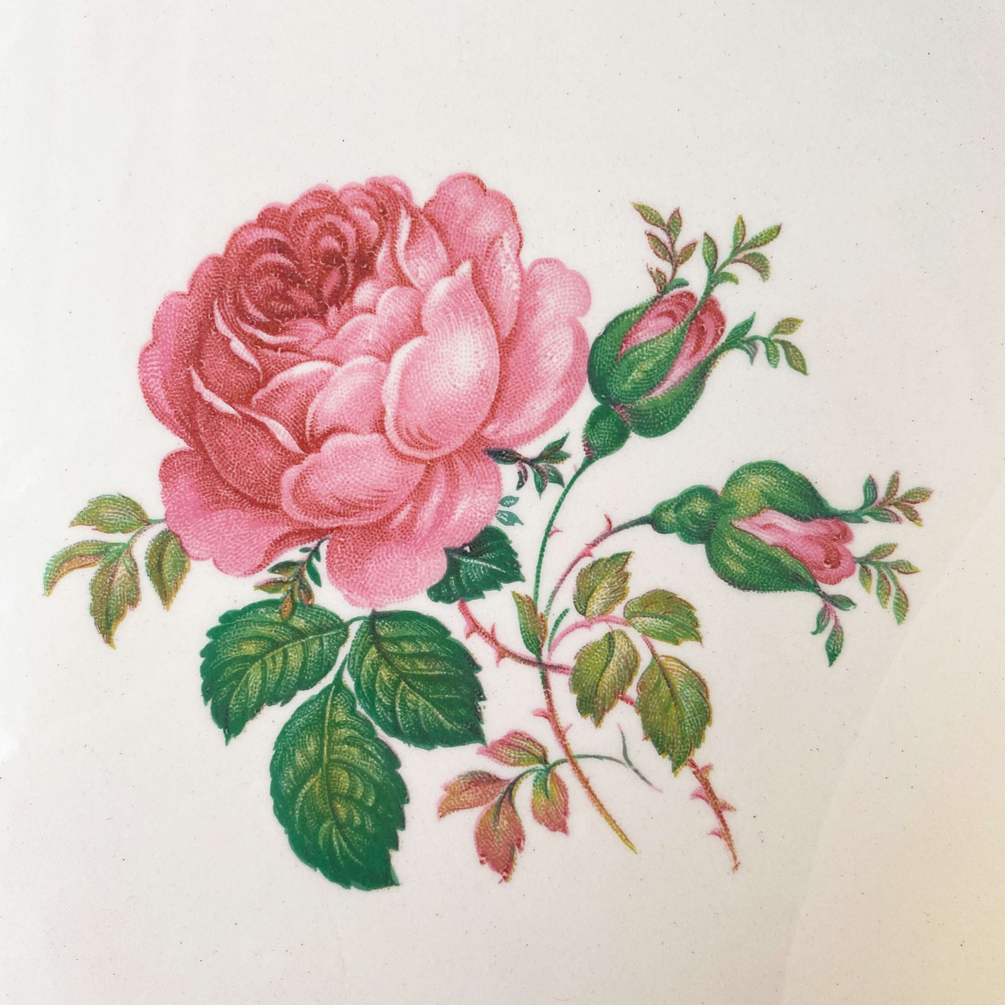 Vintage 1940s Pink Rose Luncheon Plates - Taylor Smith Taylor circa 1948