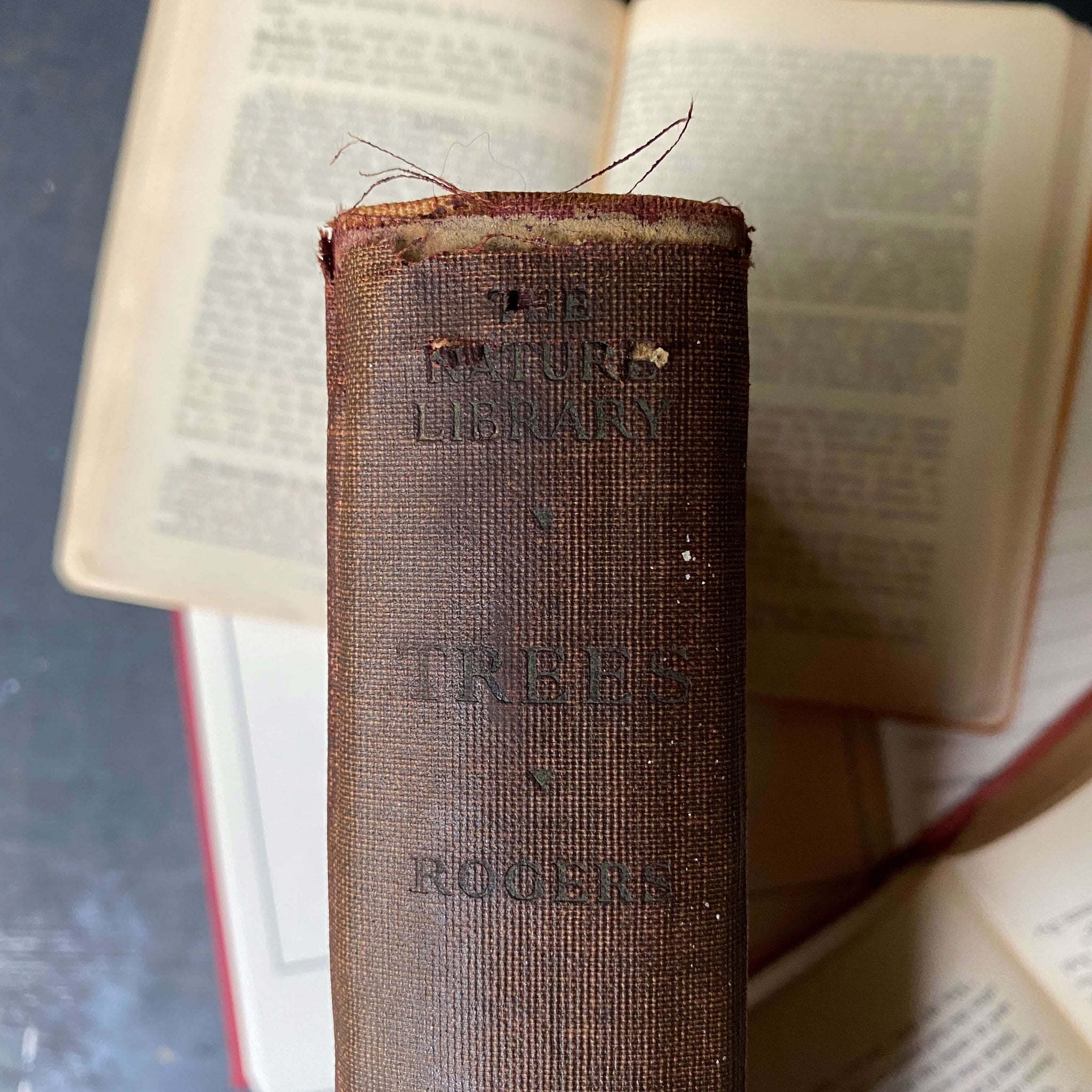 Vintage 1920s Tree Identification Book Trees By Julia Ellen Rogers C Vintage 1920s tree identification book trees by julia ellen rogers c