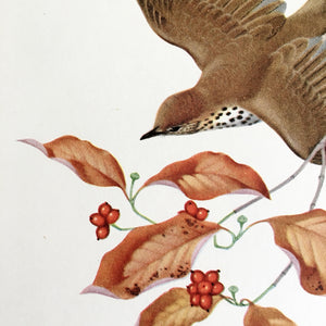 Vintage Wood Thrush Bird Print - 1950s Bird Botanical Illustration by Menaboni