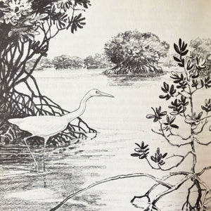 The Edge of the Sea - Rachel Carson - 1955 Edition Second Printing