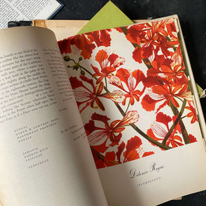 Flowering Trees of the Caribbean Botanical Book - 1951 Edition - Illustrated by Bernard and Harriet Pertchik