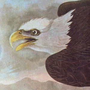 Vintage Black-Billed Cuckoo and Bald Eagle Bird Bookplates - John James Audubon Birds of America - 1967 Edition