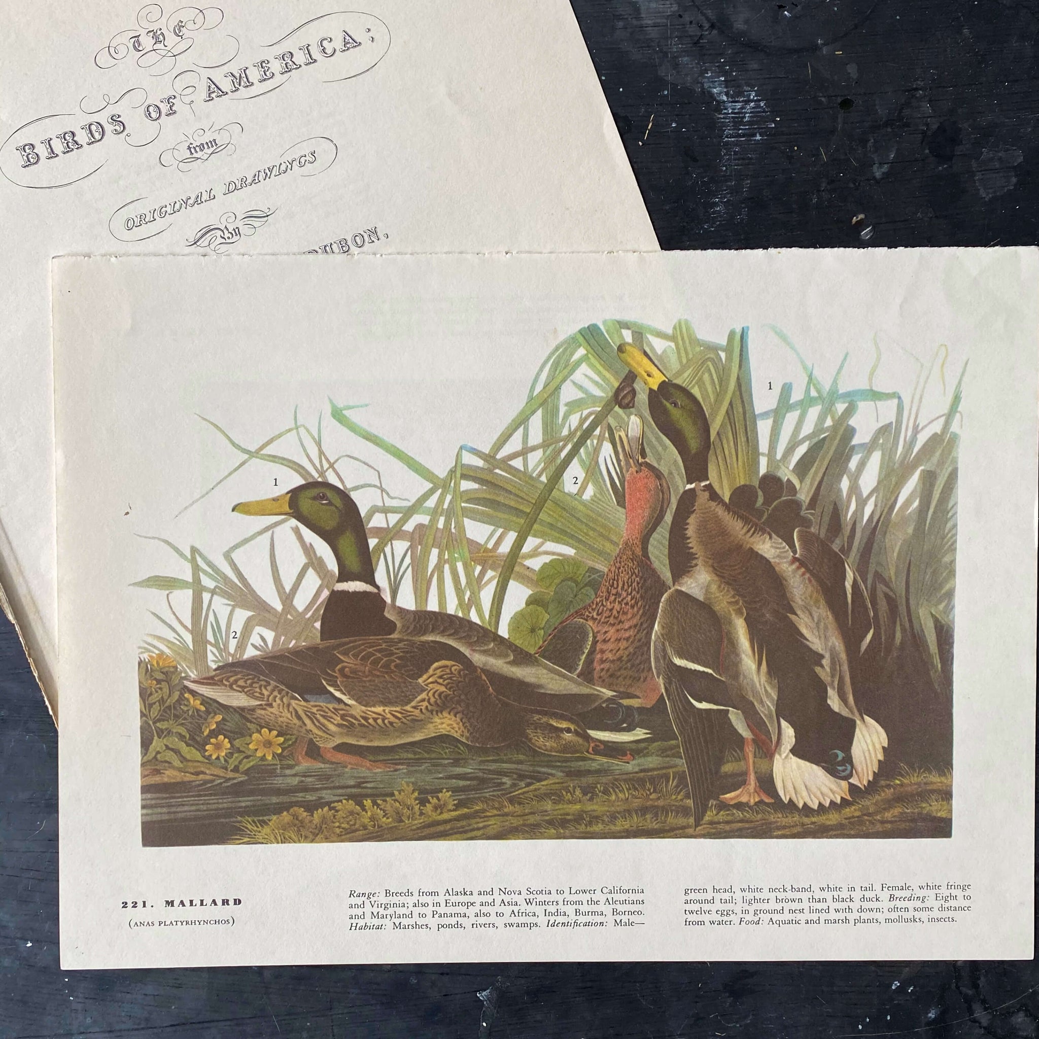 Vintage Audubon Bird Prints - Mallard Ducks and White Ibis Bookplates - John James Audubon Birds of America - 1967 Edition