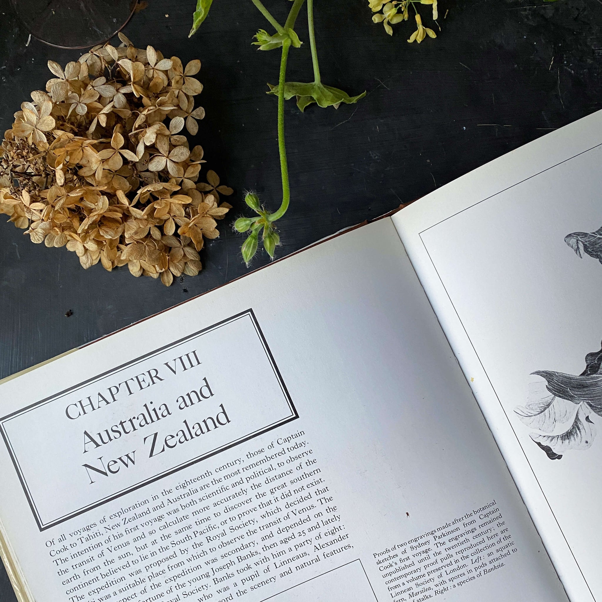 Martin Rix Vintage 1980s Botanical Art Book - The Art of The Plant World - Martin ...