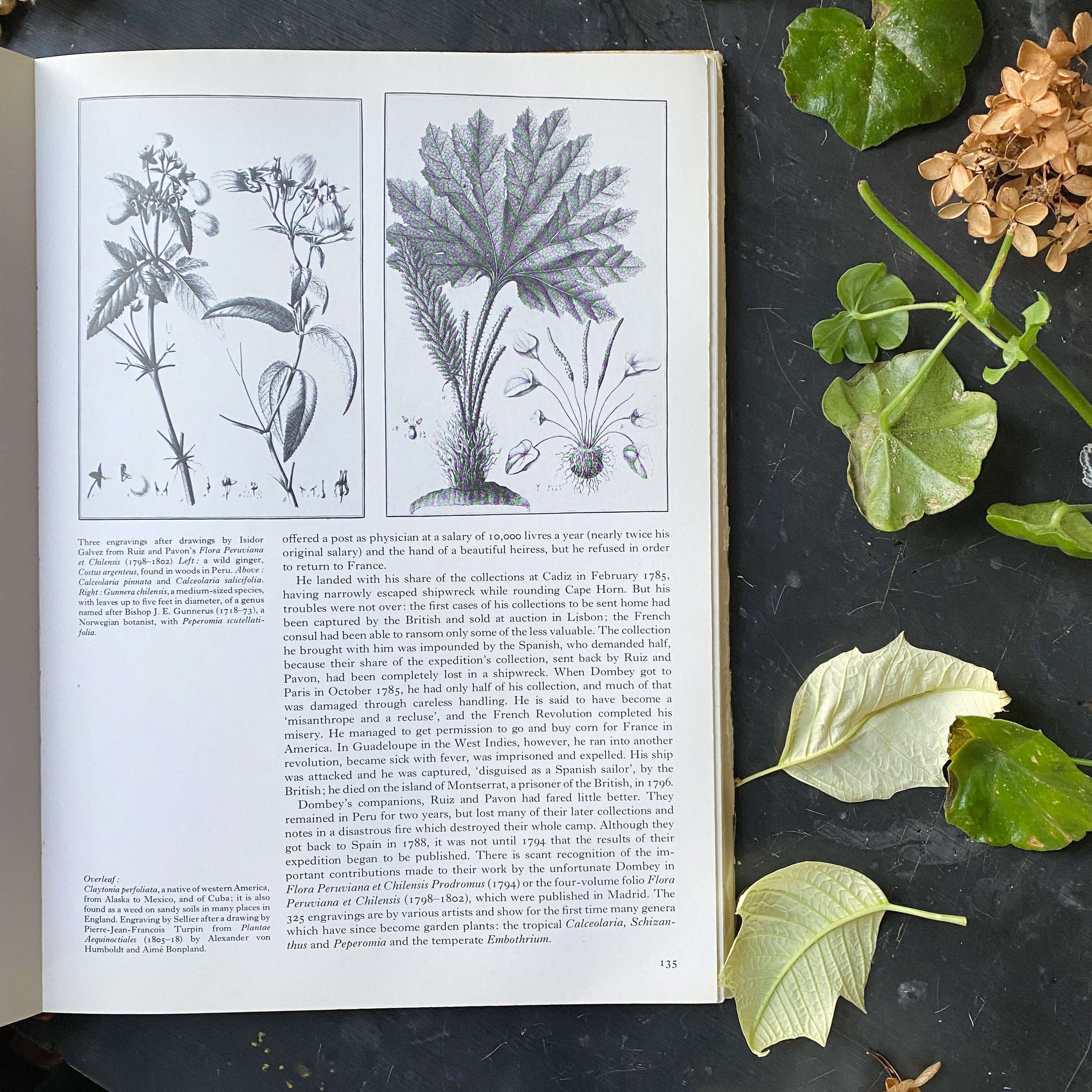 Martin Rix Vintage 1980s Botanical Art Book - The Art of The Plant World - Martin ...