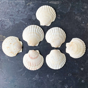Vintage 1960s Sea Shell Appetizer Trays - Reese Finer Foods - Set of Seven Shells with Original Packaging
