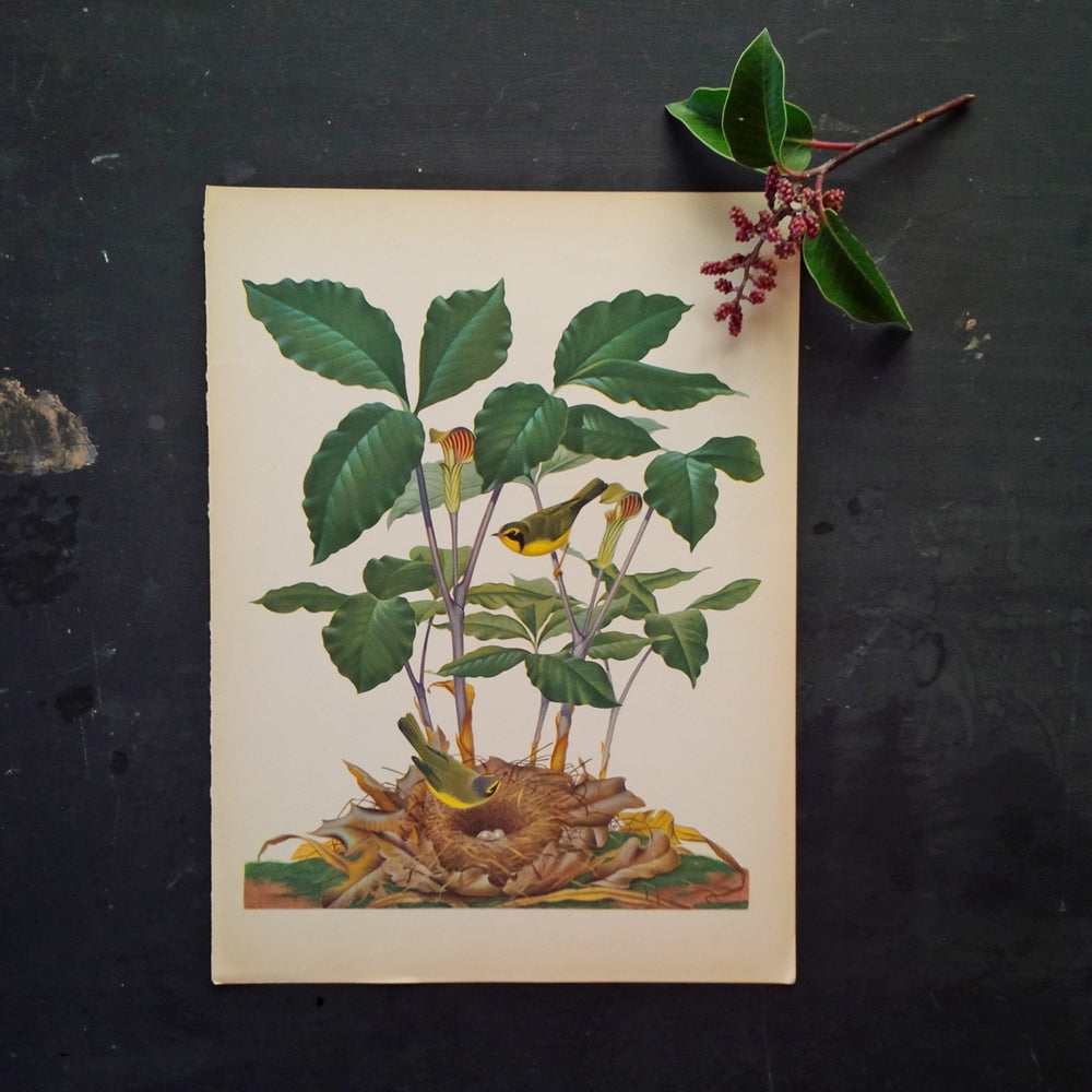 Vintage Bird Botanical Print - Kentucky Warbler - 1950s Menaboni Bird Bookplate