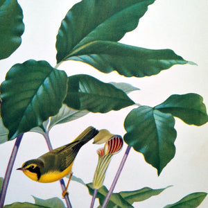 Vintage Bird Botanical Print - Kentucky Warbler - 1950s Menaboni Bird Bookplate