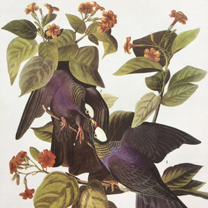 1960s Audubon Bird Prints - White Crowned Pigeon & Orange Crowned Warbler - John James Audubon