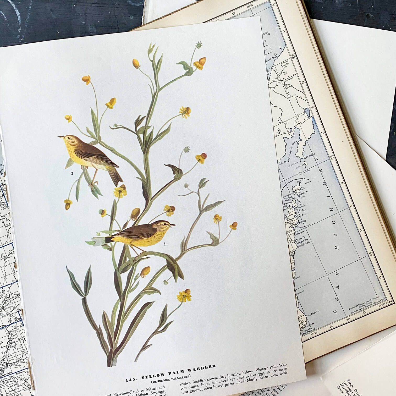 Vintage Audubon Bird Bookplates - Yellow Palm Warbler & Fish Crow - John James Audubon Birds of America - 1967 Edition
